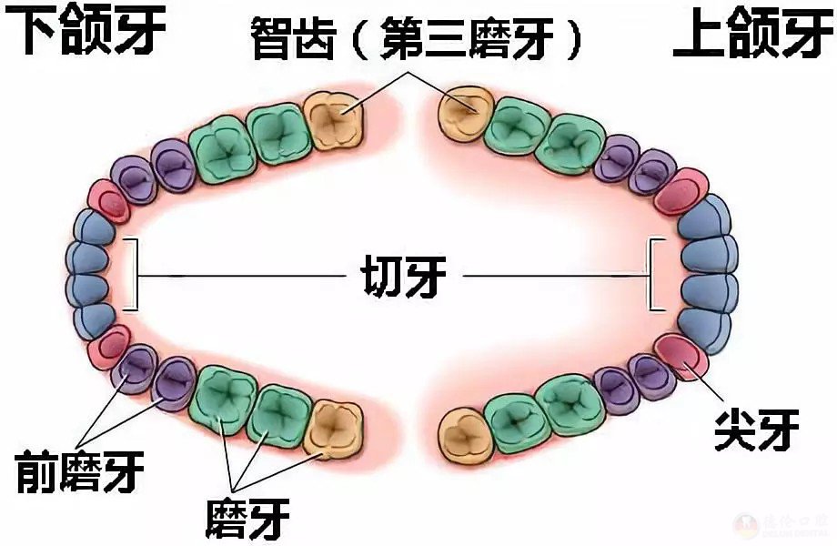 急急护牙丨智齿出现这6种情况,一定要拔!否则